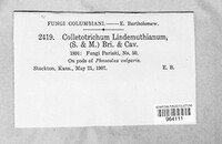 Colletotrichum lindemuthianum image